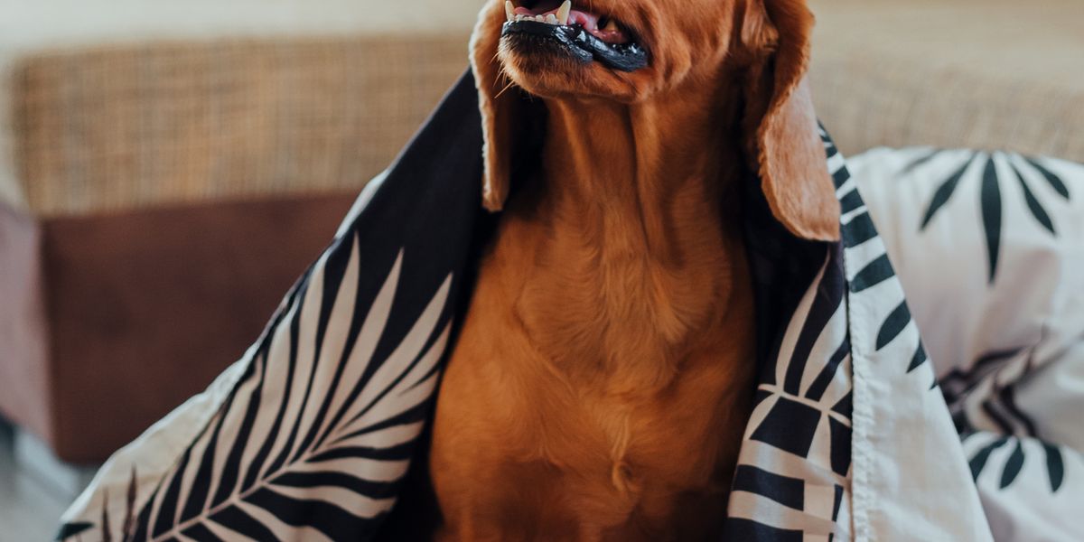 Gehörschutz für Hunde an Silvester: Was wirklich hilft