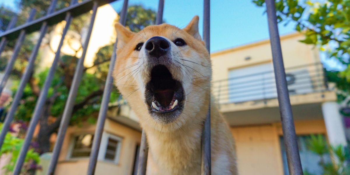 Hundegebell vom Nachbarn: Zehn Minuten am Stück, dreißig am Tag